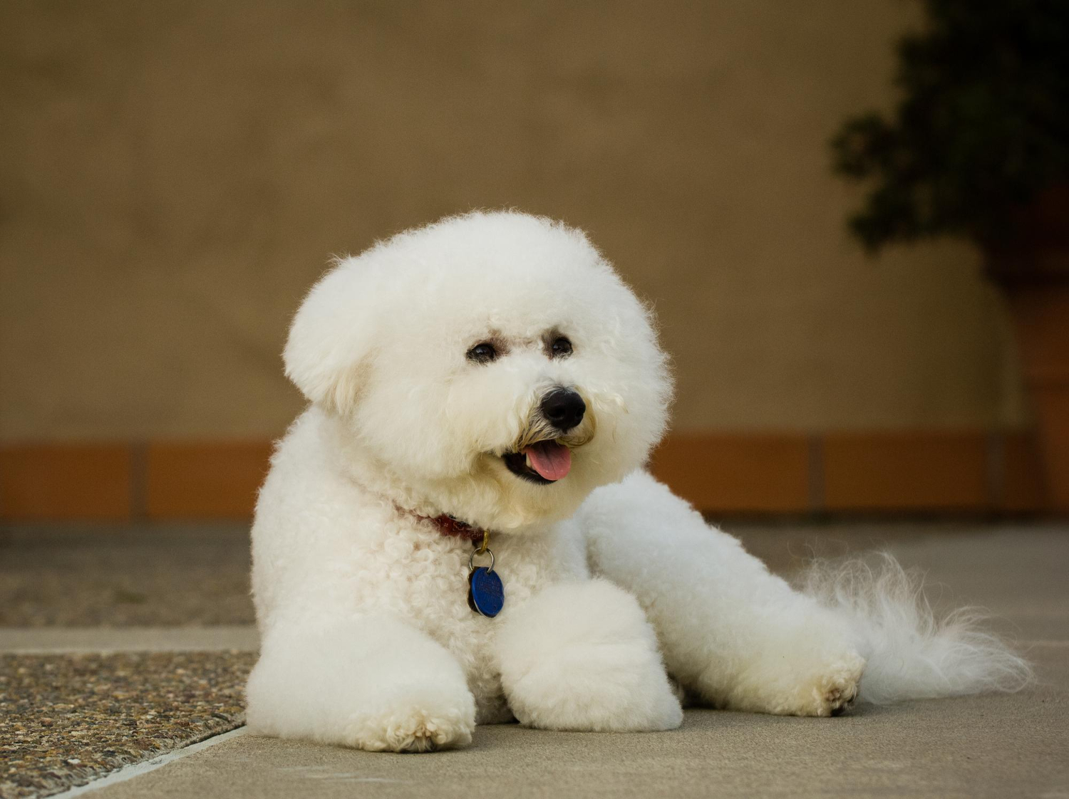 白色比熊犬戴項圈坐著