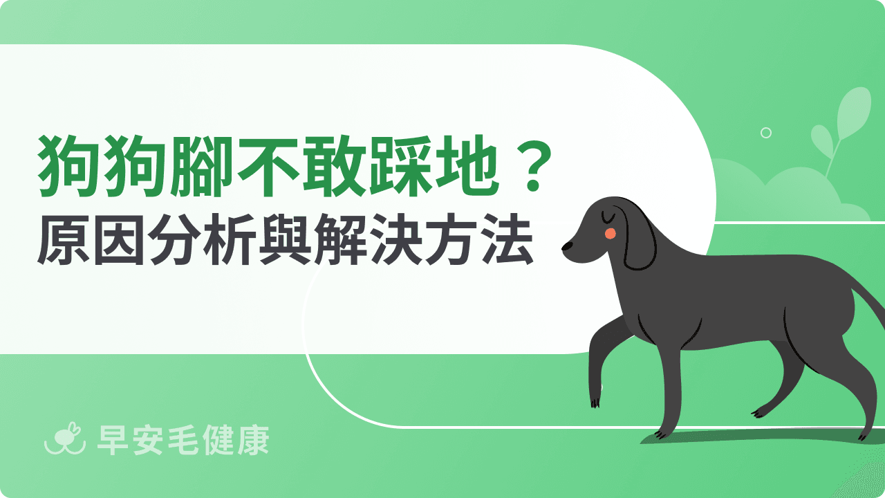 狗狗腳不敢踩地是怎麼了？狗狗跛腳原因與治療方法分享
