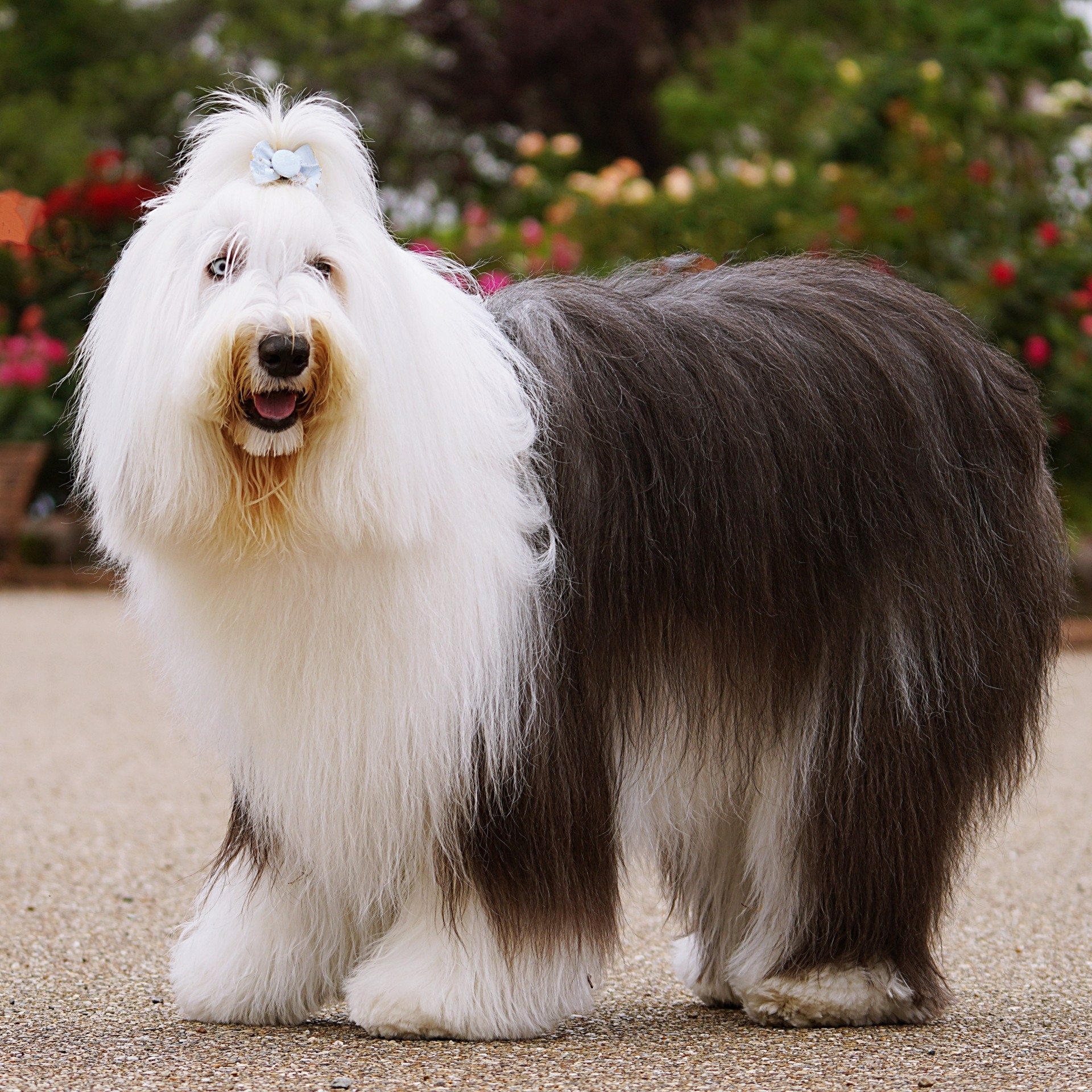 白灰色古代牧羊犬站立側面照