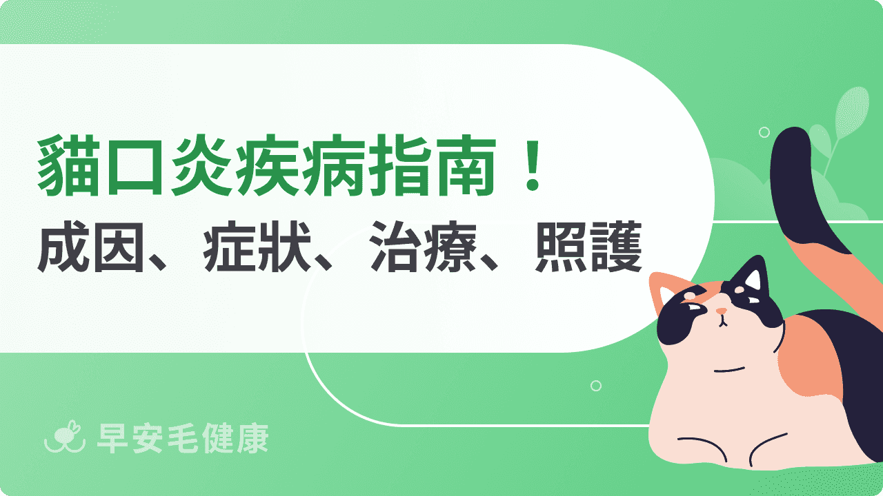 貓口炎會傳染嗎？會自己好嗎？貓口炎症狀、治療、飲食方法