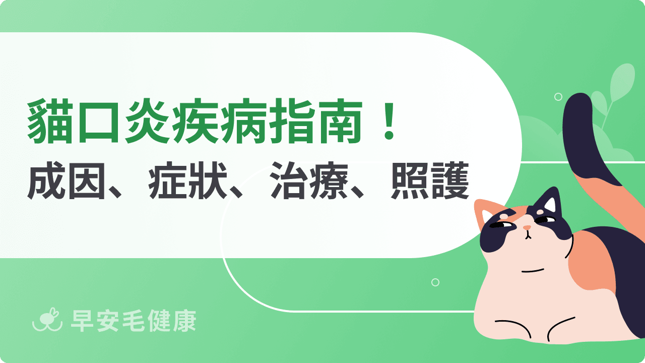 貓口炎會傳染嗎?會自己好嗎?貓口炎症狀、治療、飲食方法