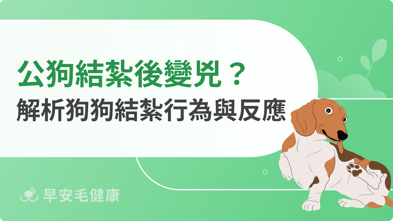 公狗結紮後變兇？解析狗狗結紮行為與反應