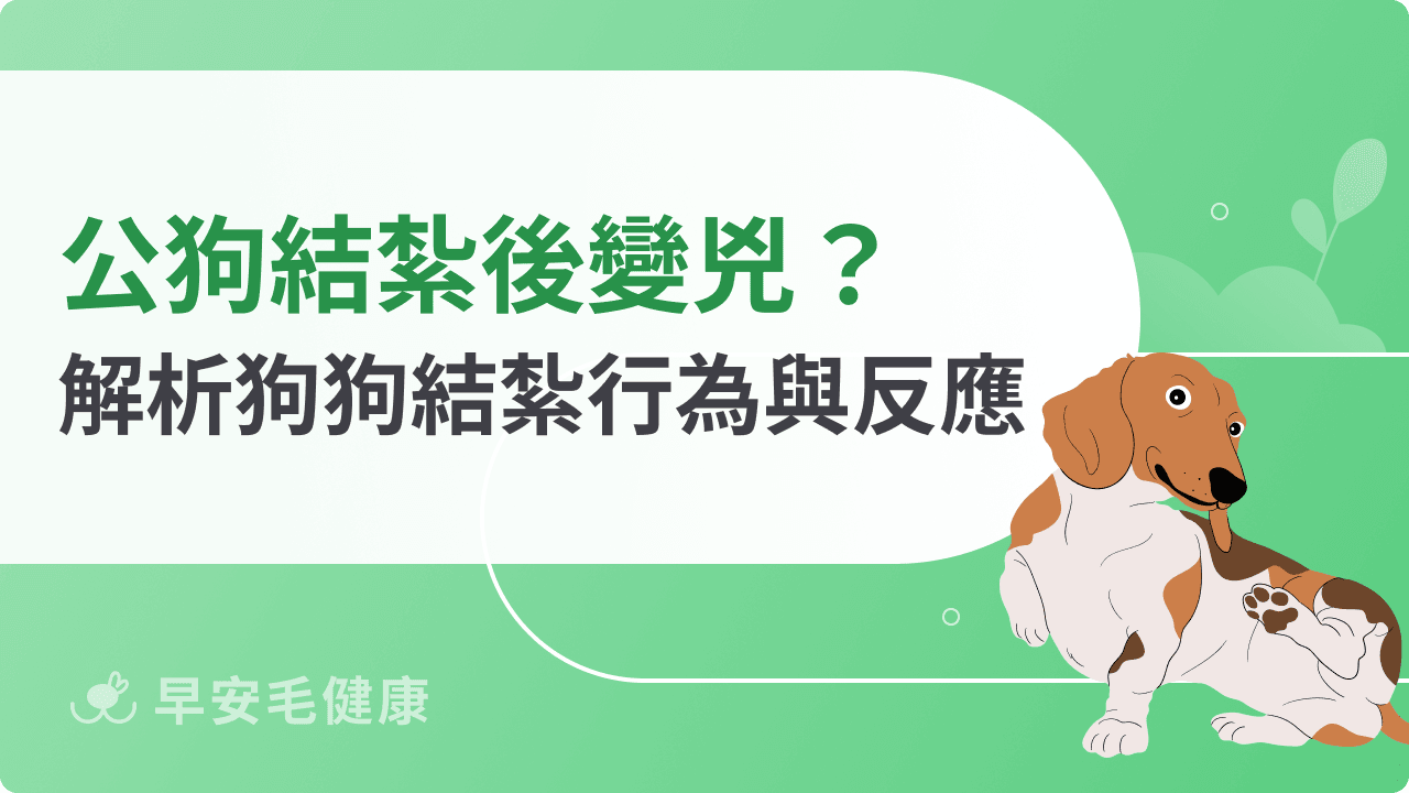 公狗結紮後變兇？解析狗狗結紮行為與反應