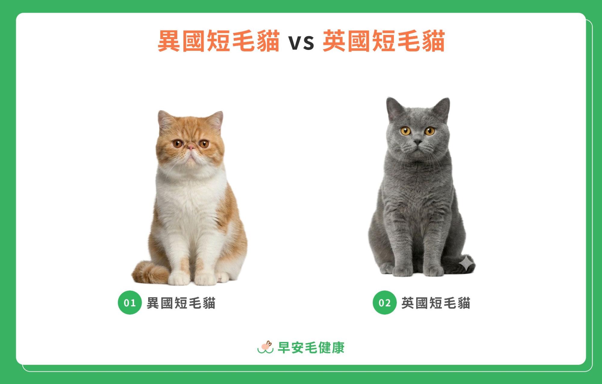 異國短毛貓跟英國短毛貓外觀比較