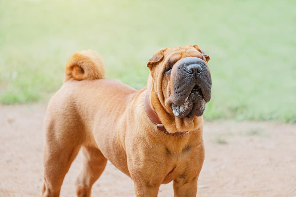 沙皮狗成犬站立正面照