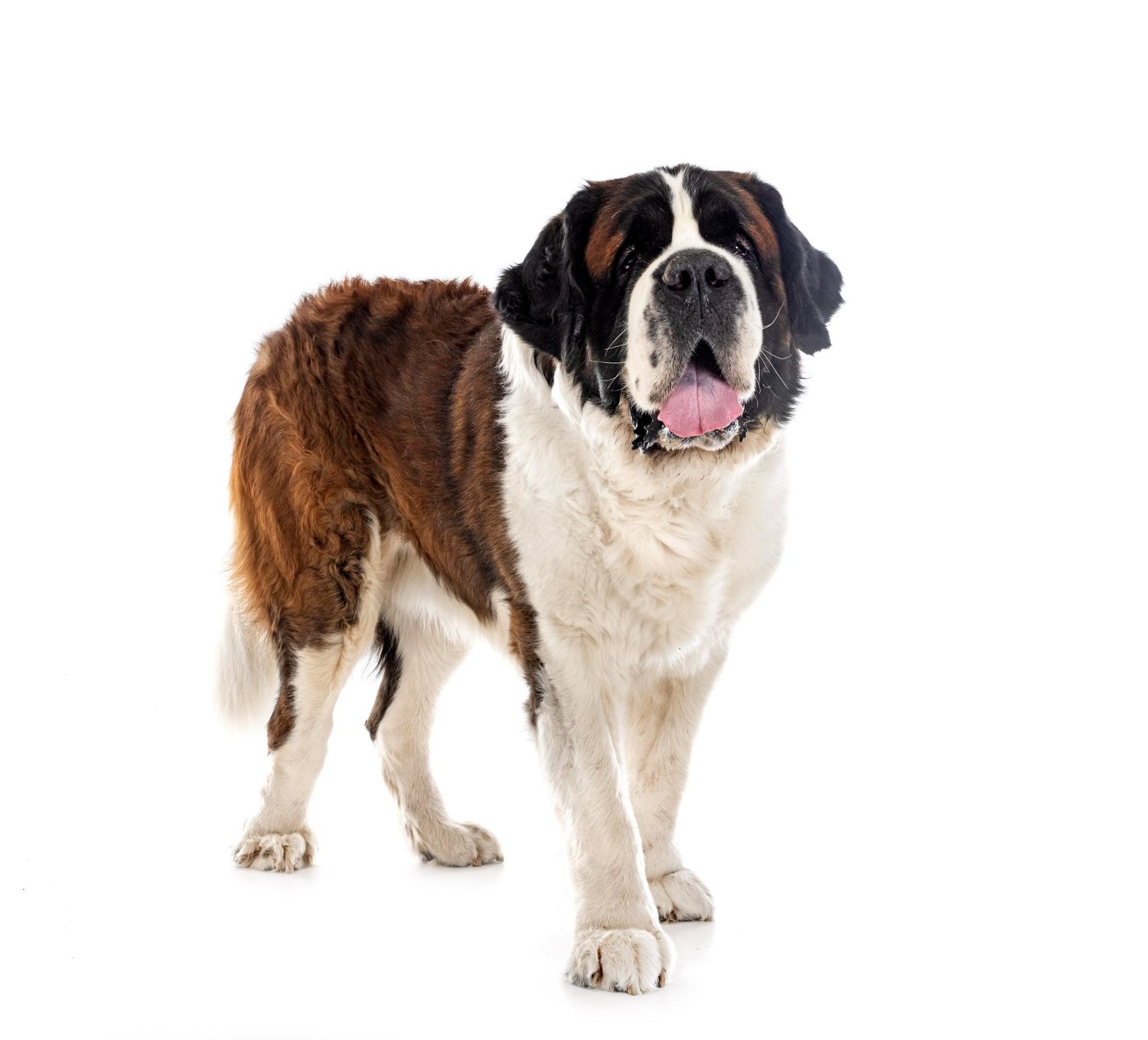 聖伯納犬站立側面照