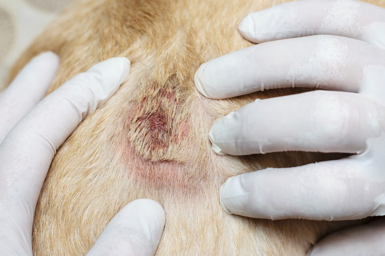 27.dog-skin-disease-guide-1