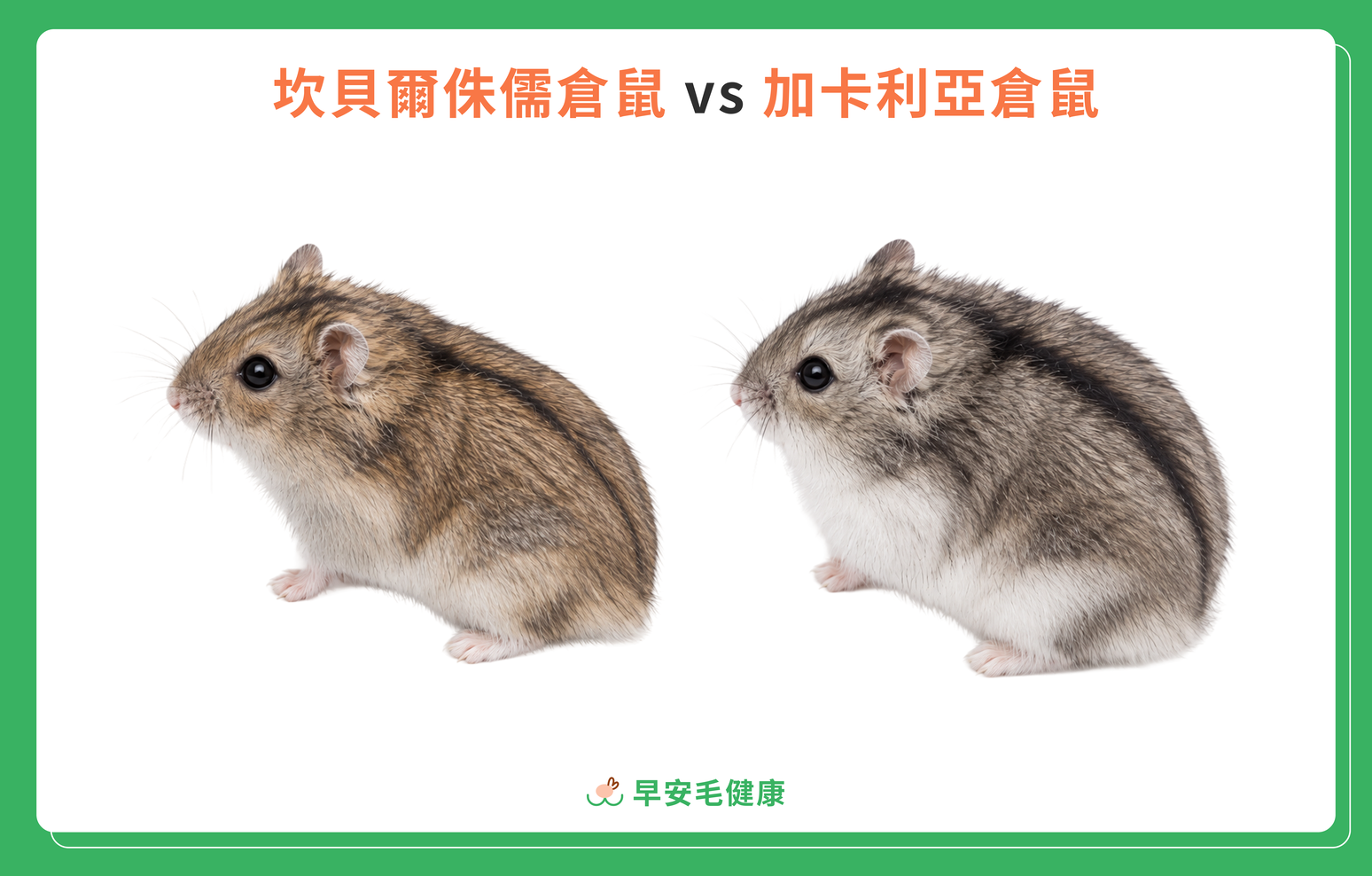 一線鼠 vs 三線鼠外觀比較圖