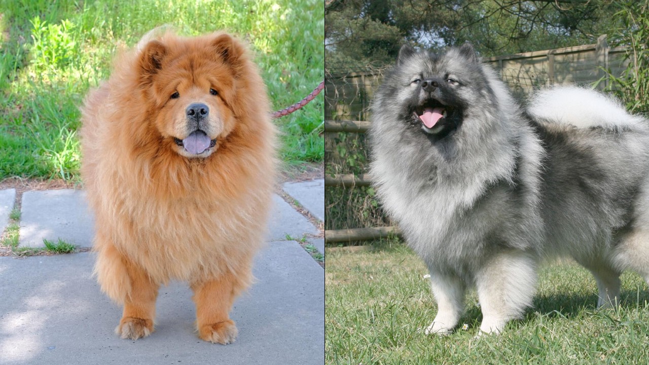 42.chow-chow-guide-3