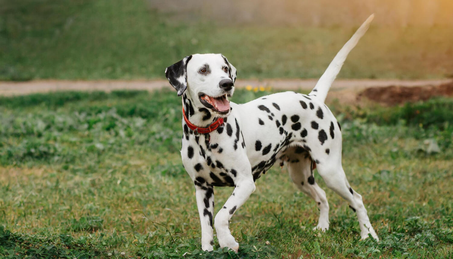 108.dalmatian-guide-2