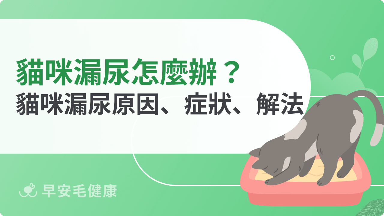 貓咪漏尿怎麼辦?解密貓咪漏尿原因、症狀、解決方法