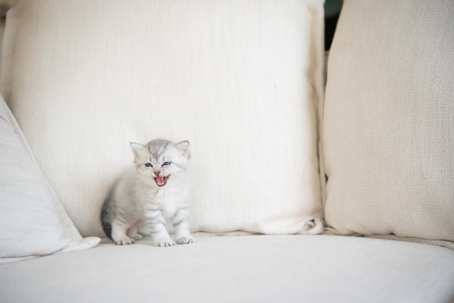 30. why-kitten-meows-nonstop-2