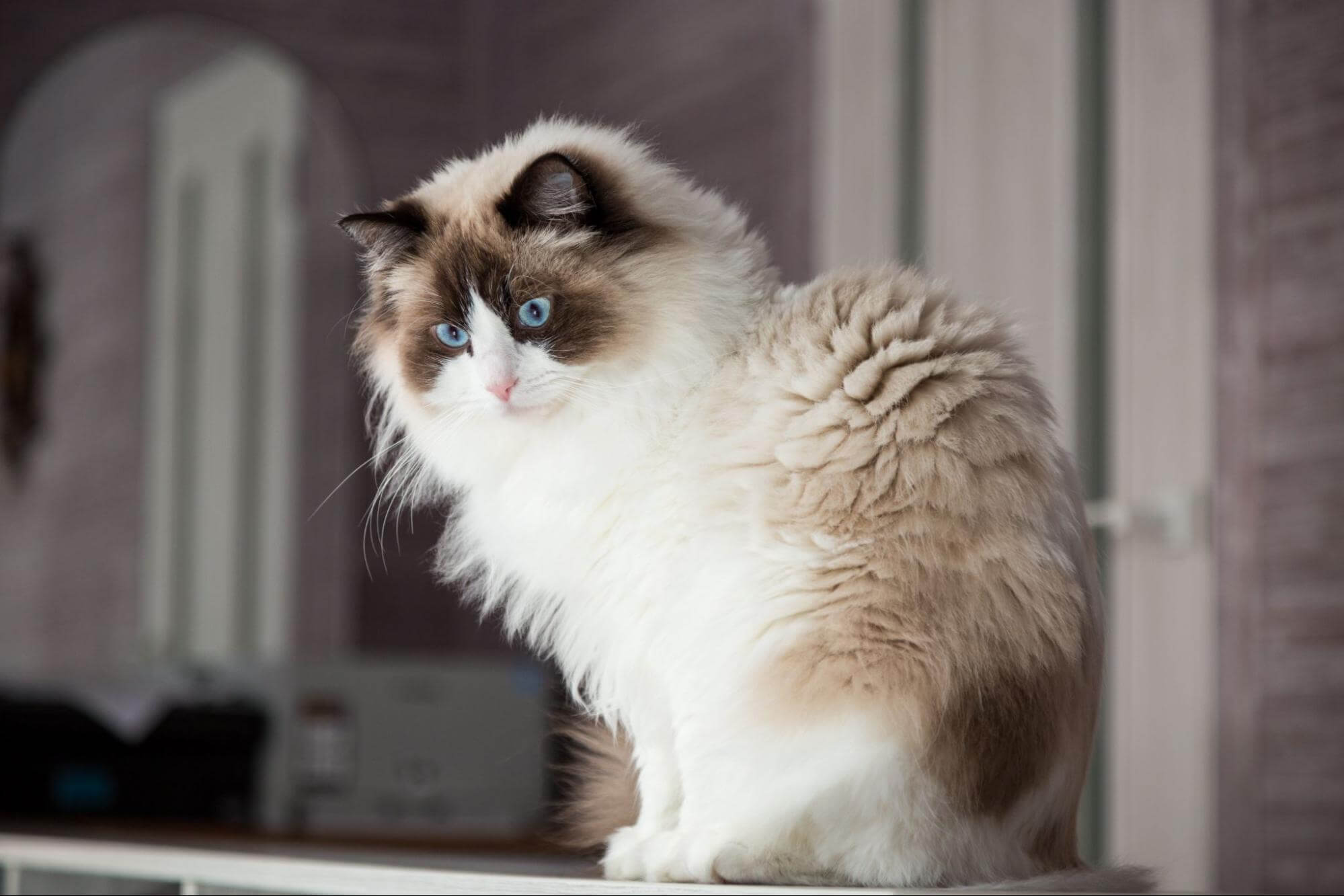 202. AI - ragdoll-cat-flower-color-1