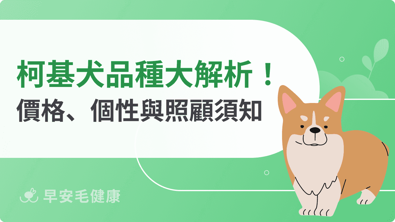 柯基萌翻好想養！柯基犬品種、價格與常見疾病，照顧重點一次看