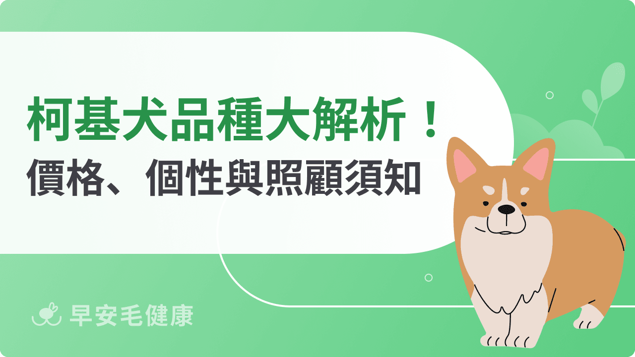 柯基萌翻好想養!柯基犬品種、價格與常見疾病,照顧重點一次看