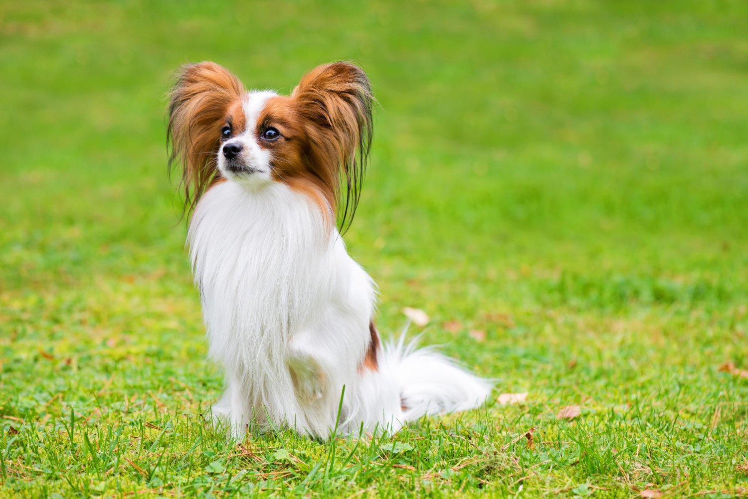 白棕色蝴蝶犬坐在綠色草地上的全身照