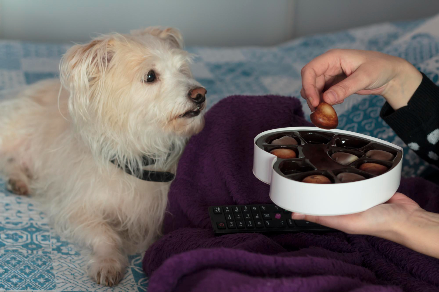 白色長毛小型犬趴在床上的紫色毛毯旁,注視著主人手中正拿起一顆巧克力的圓形巧克力禮盒