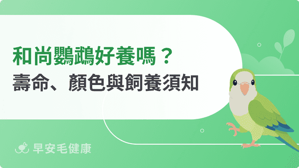 和尚鸚鵡好養嗎？壽命、個性、顏色變種到價格行情新手必看