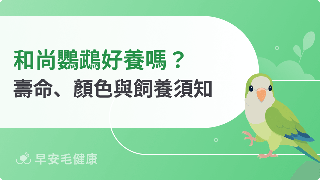 和尚鸚鵡好養嗎?壽命、個性、顏色變種到價格行情新手必看