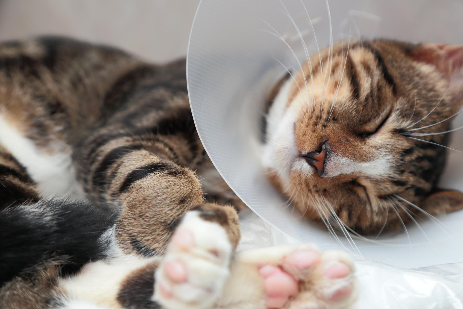 5.cat-cancer-guide-1