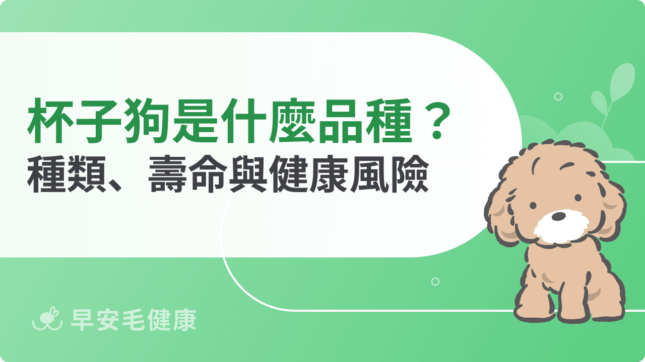 杯子狗是什麼品種？壽命、健康風險與常見種類，養之前先看這篇
