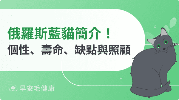 俄羅斯藍貓親人嗎？價格、個性、掉毛與健康照護須知