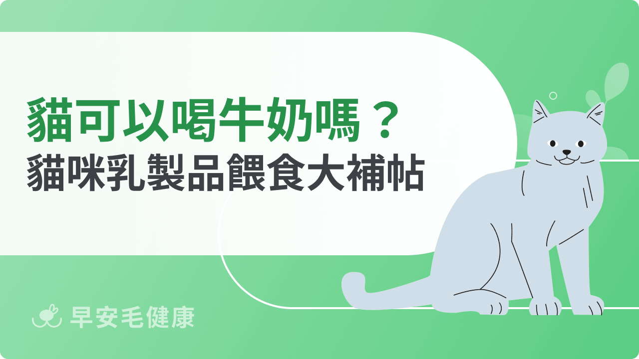貓可以喝牛奶嗎?貓也會有乳糖不耐症?貓咪乳製品餵食大補帖