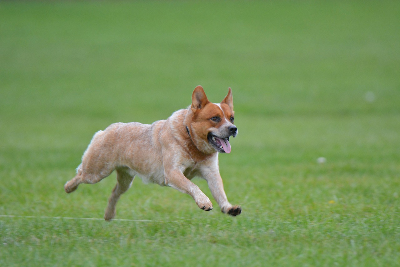 澳洲牧羊犬在草地上奔跑的抓拍照