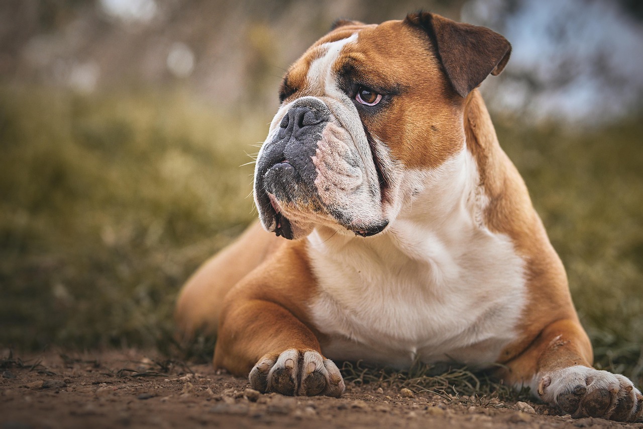褐色英國鬥牛犬