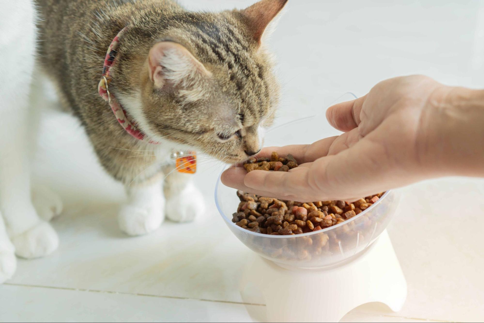 幼貓、成貓、老貓飼料怎麼選？年齡別餵食指南