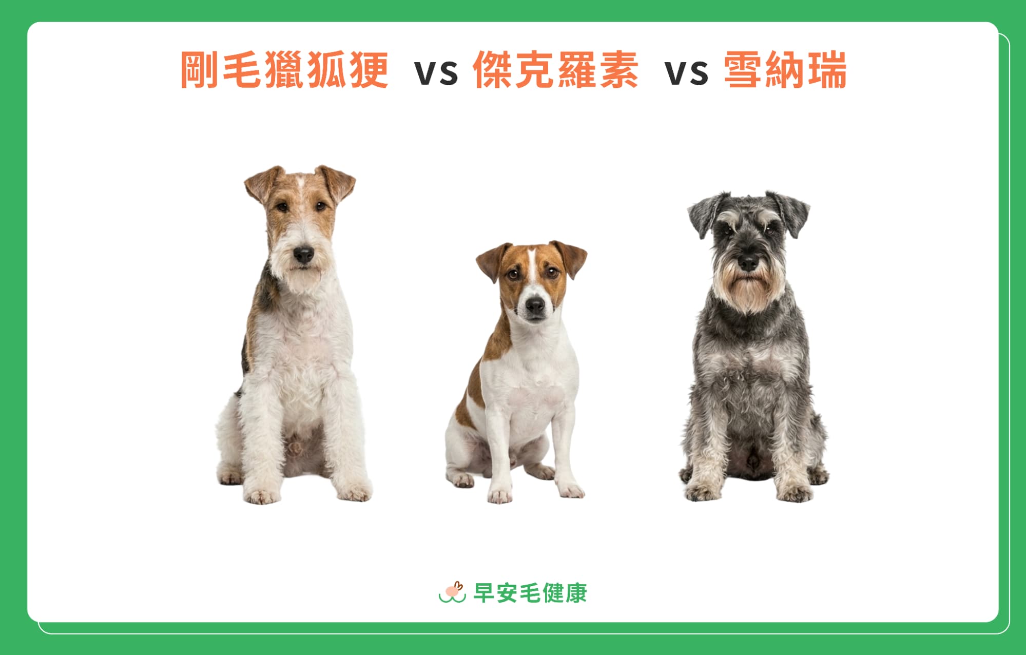 剛毛獵狐㹴 vs 傑克羅素 vs 雪納瑞差異