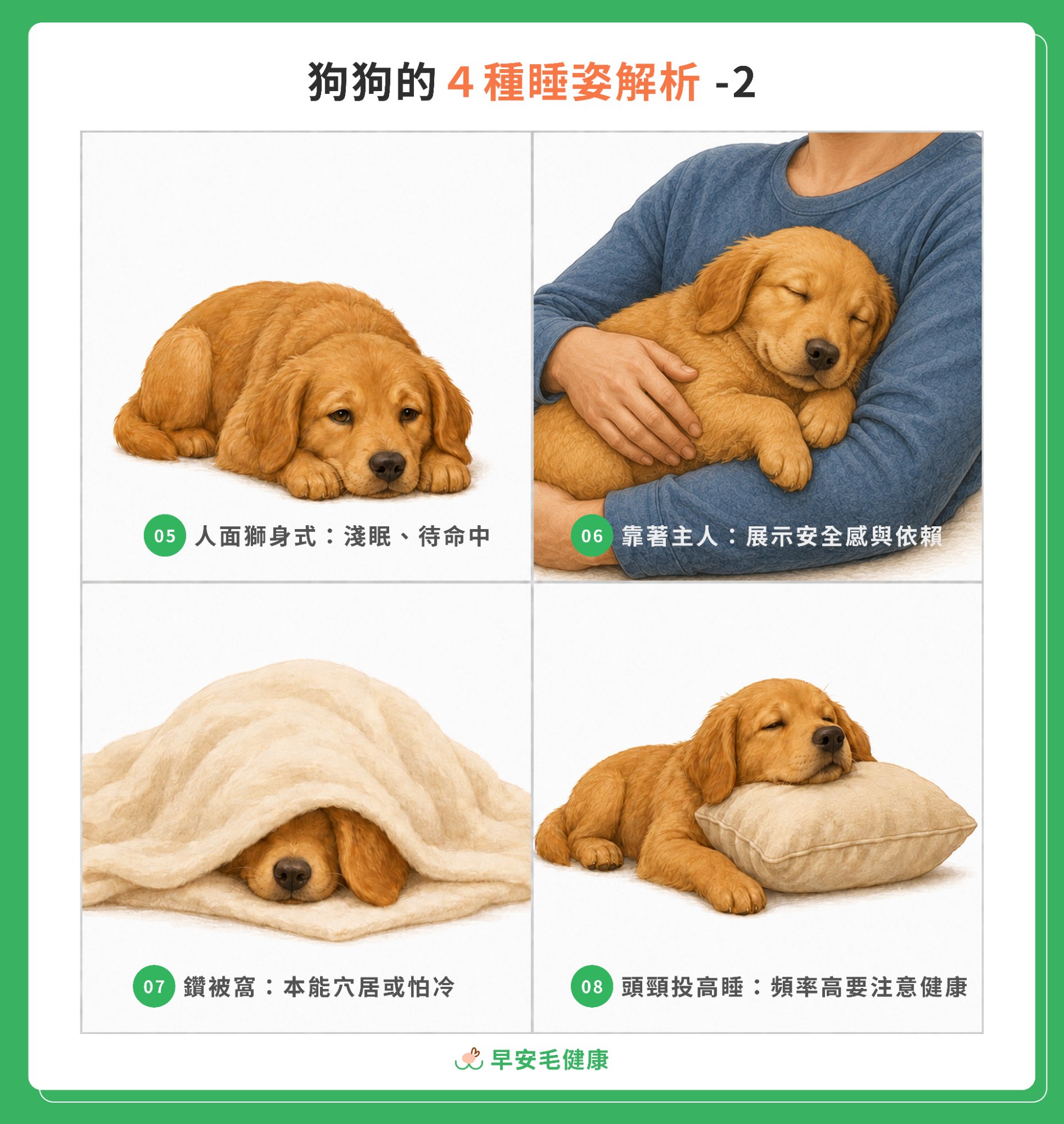 狗狗常見的 8 種睡姿，各有不同含義