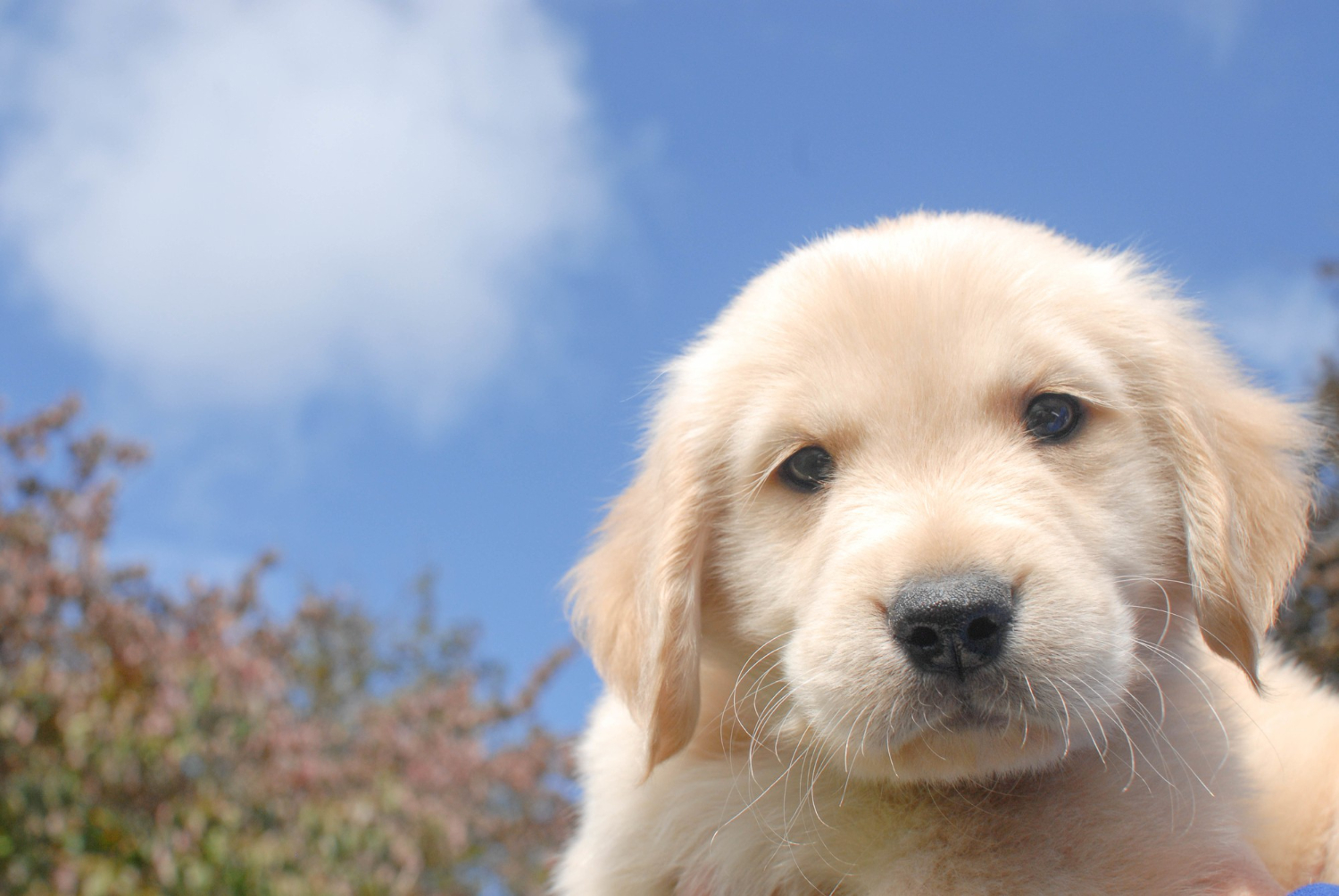 拉布拉多幼犬靠近鏡頭的可愛樣子
