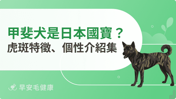 甲斐犬一代一主超忠誠?「日本國寶級」虎斑犬種特徵、個性介紹