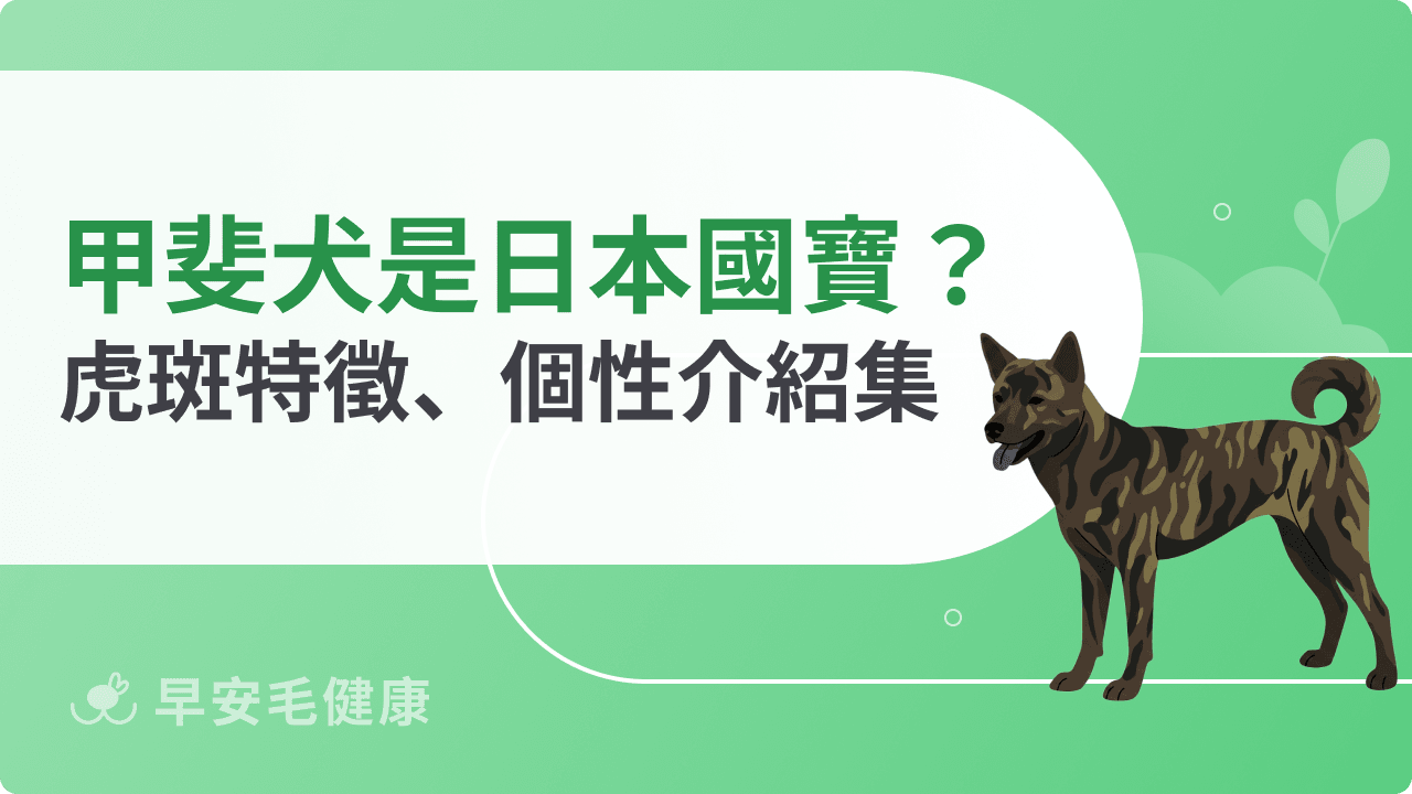 甲斐犬一代一主超忠誠？「日本國寶級」虎斑犬種特徵、個性介紹