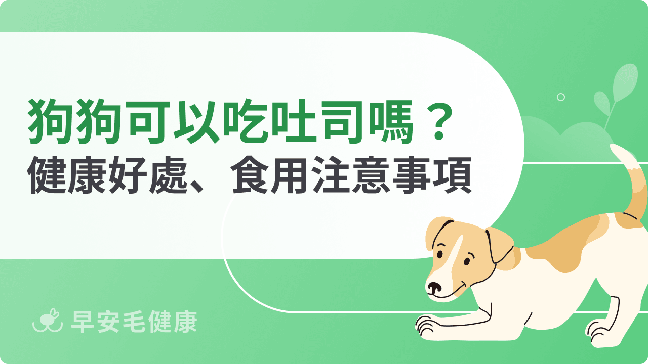 狗狗可以吃吐司嗎?可以當作正餐替代品嗎?餵食注意事項分享