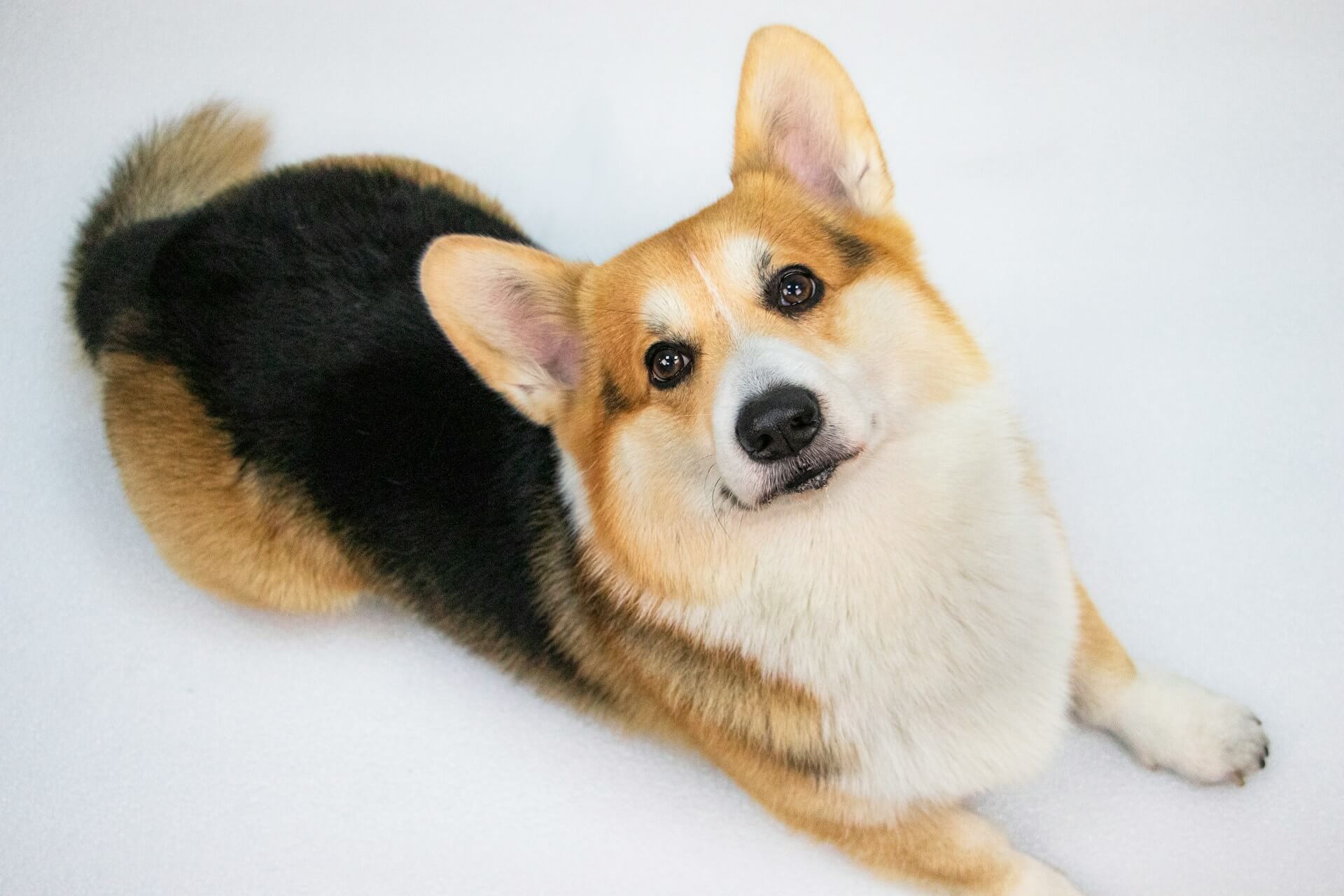 16. corgi-dog-guide-5