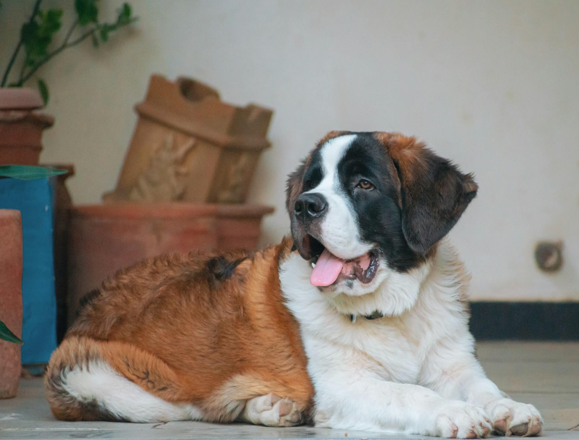 36. bernese-mountain-dog-guide-3