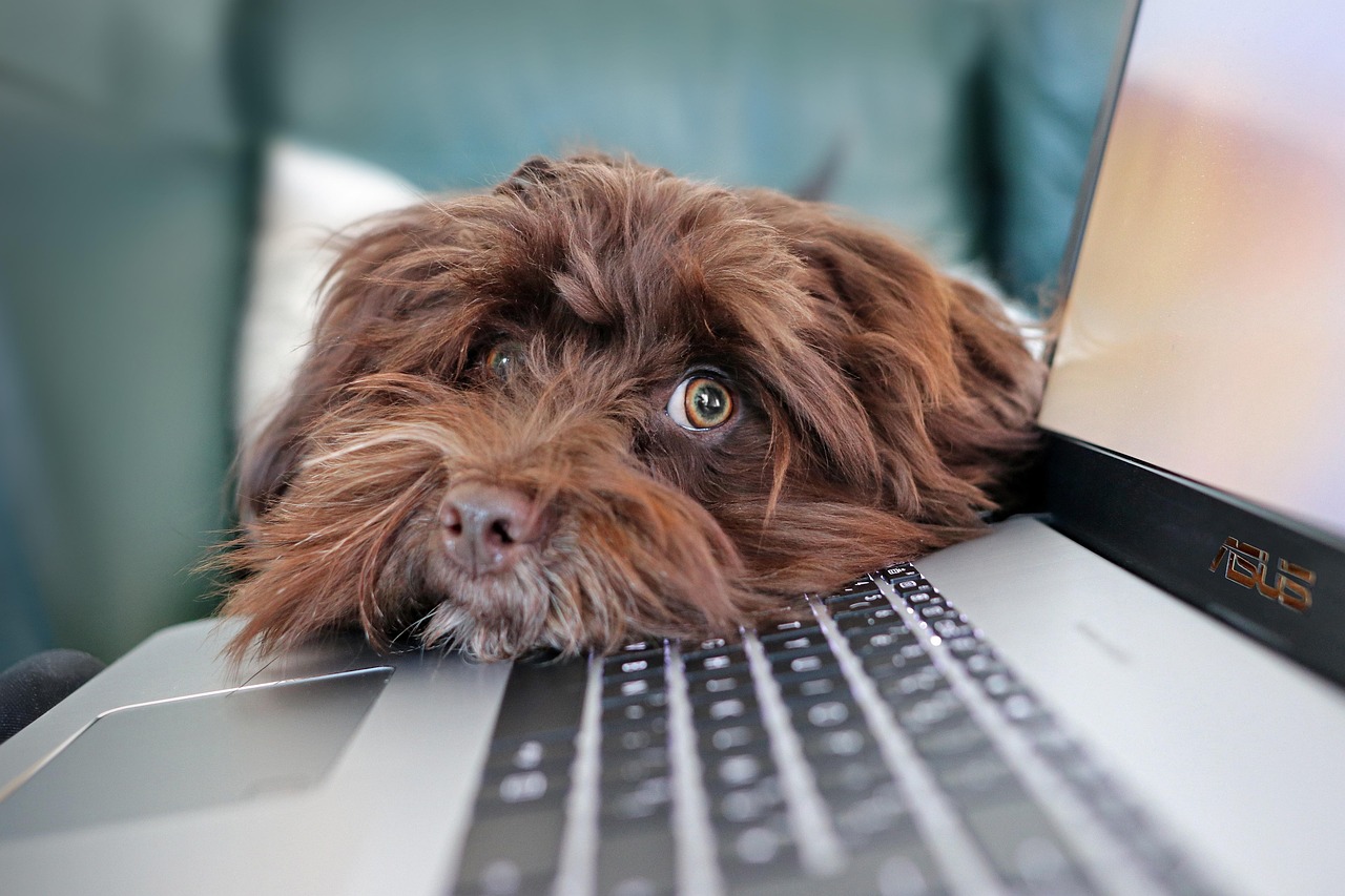 咖啡色哈瓦那犬趴在主人的電腦旁看著上方