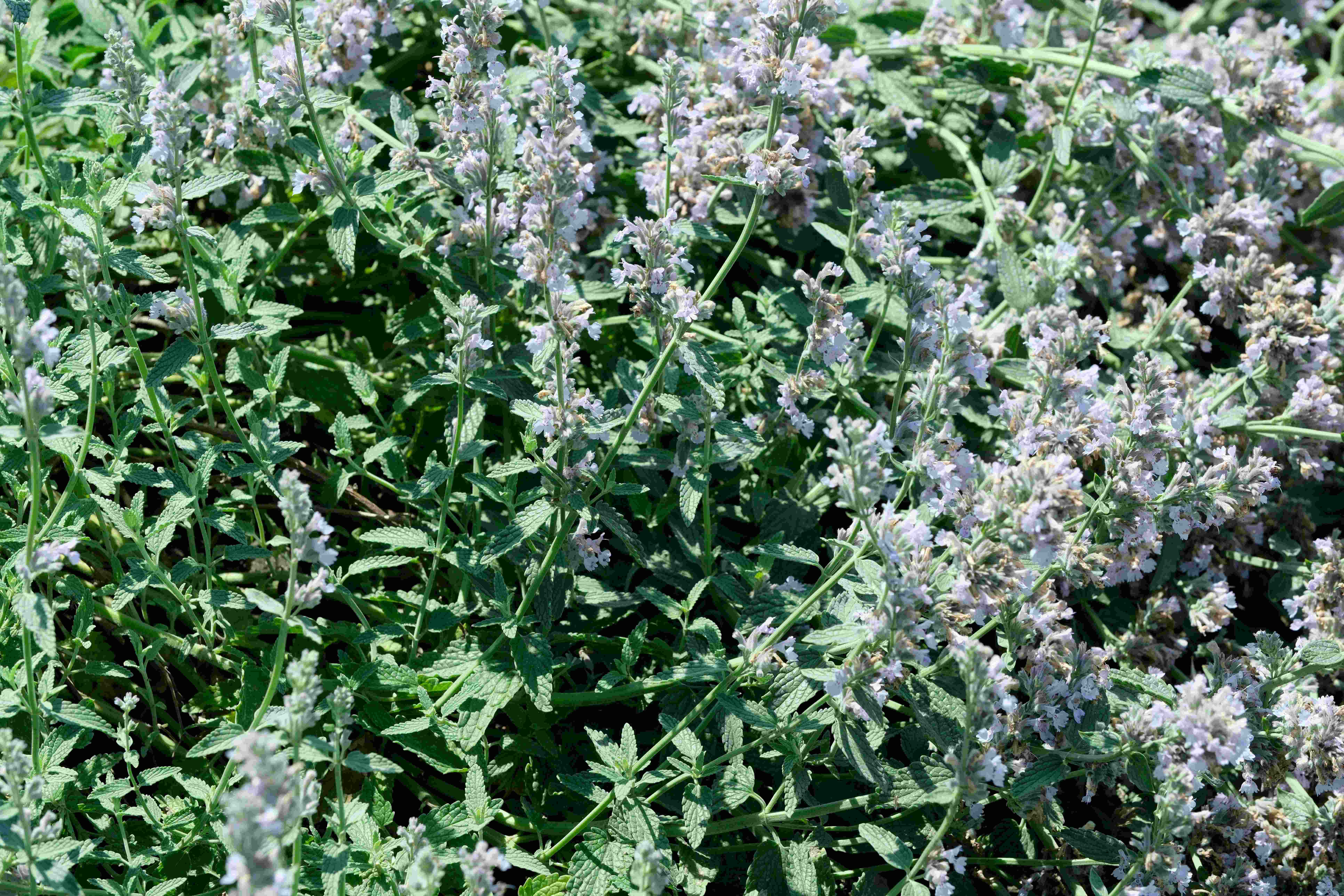 comprehensive-introduction-to-catnip-1