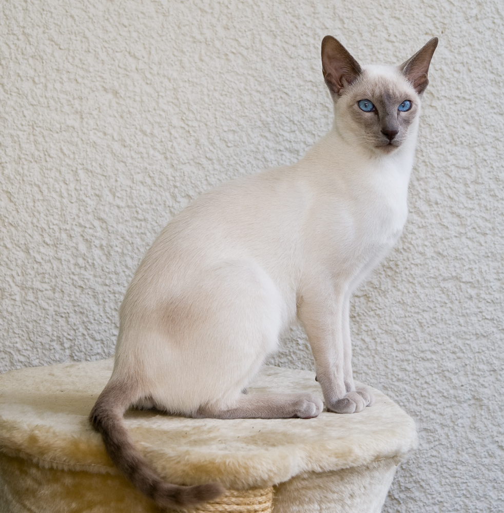 4. siamese-cat-guide-1