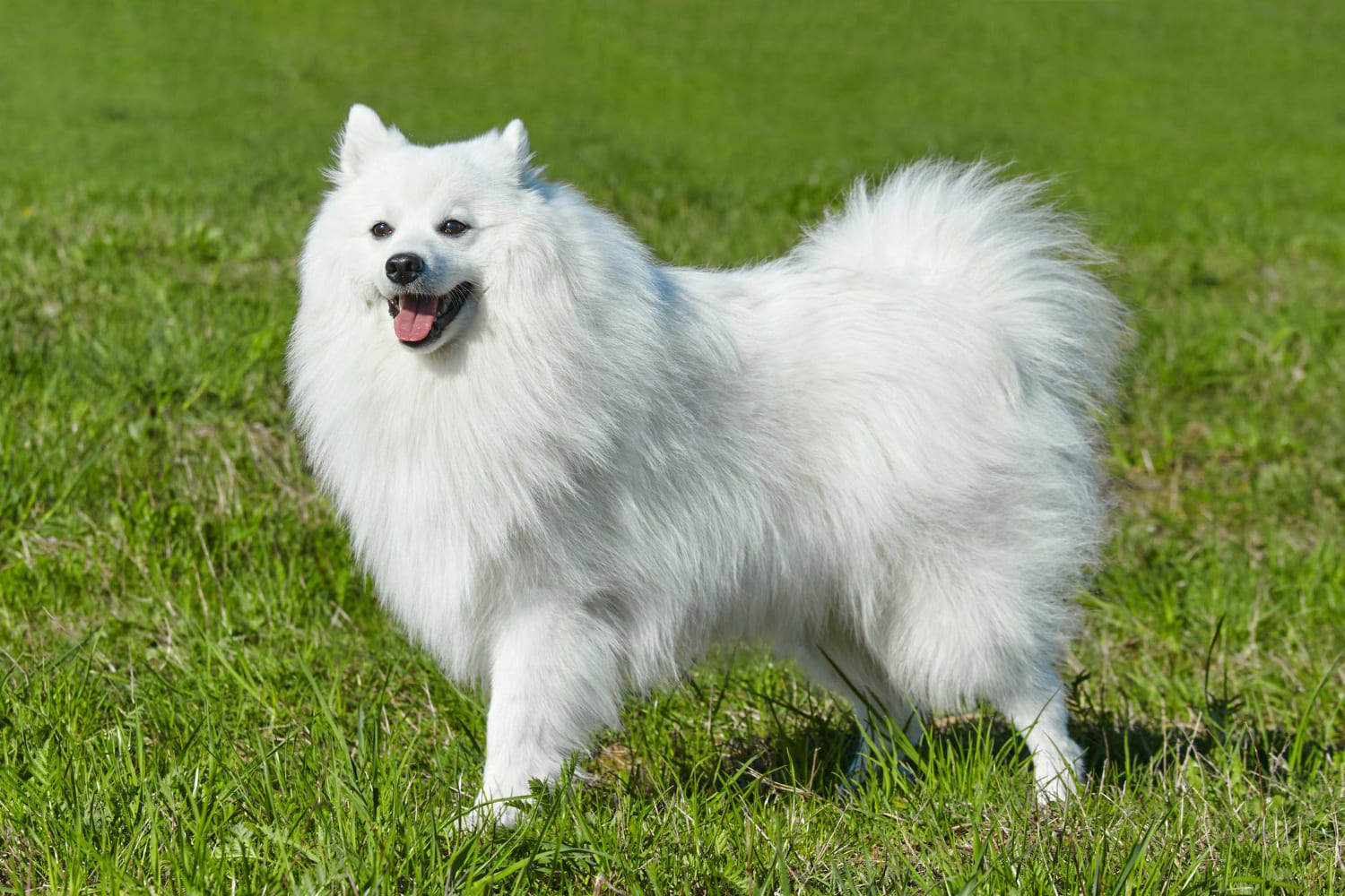 28.japanese-spitz-guide-1