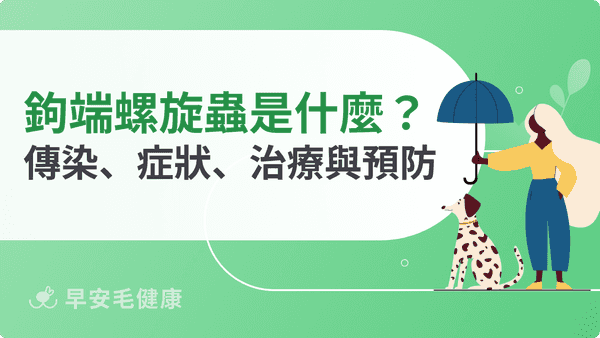 鉤端螺旋體死亡率達 20%!狗狗感染症狀、疫苗與治療飼主須知