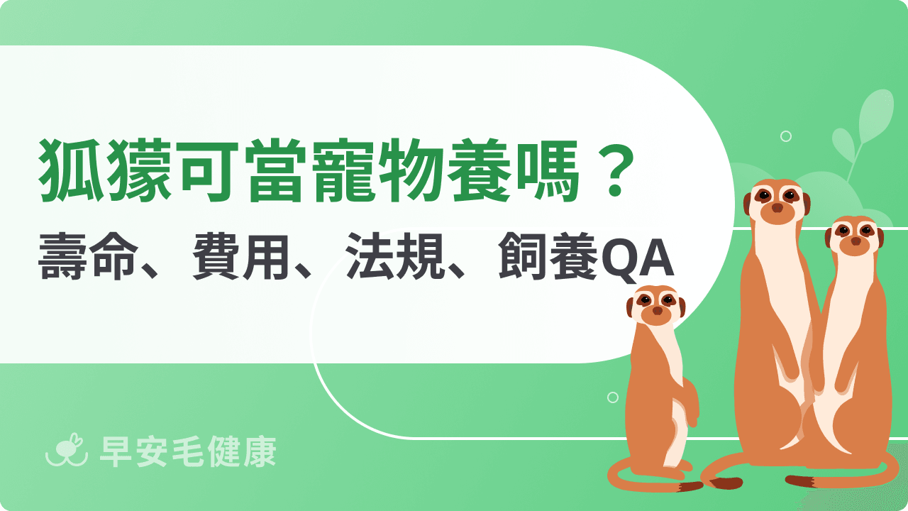 狐獴台灣能養嗎?狐獴壽命、外觀、價格與飼養合法性
