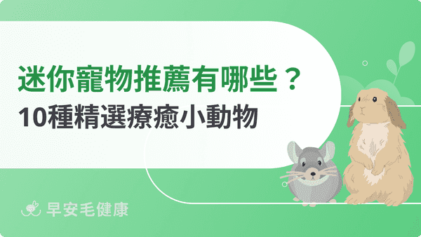 迷你寵物推薦有哪些？2026 精選 10 種小空間也能養的療癒小動物