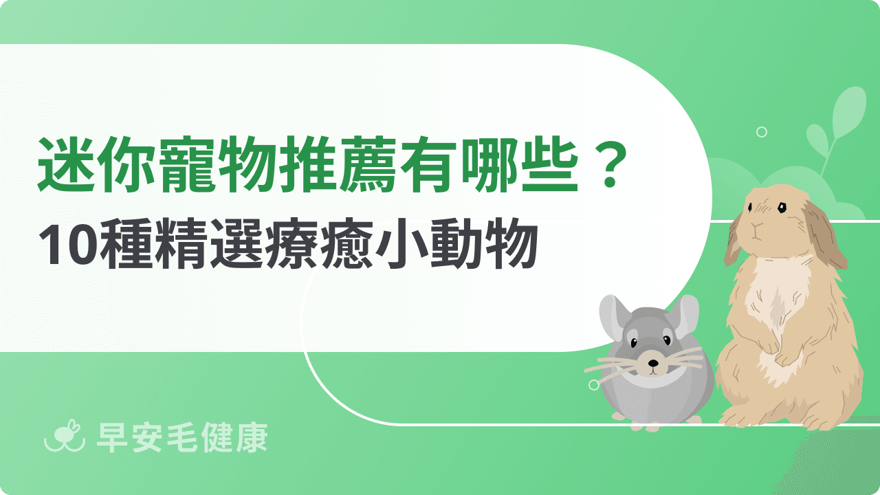 迷你寵物推薦有哪些?2026 精選 10 種小空間也能養的療癒小動物