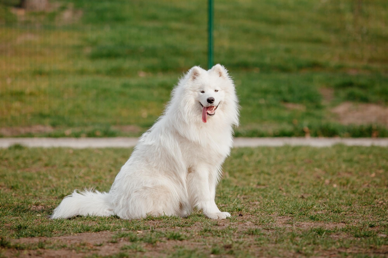 17.samoyed-dog-guide-4