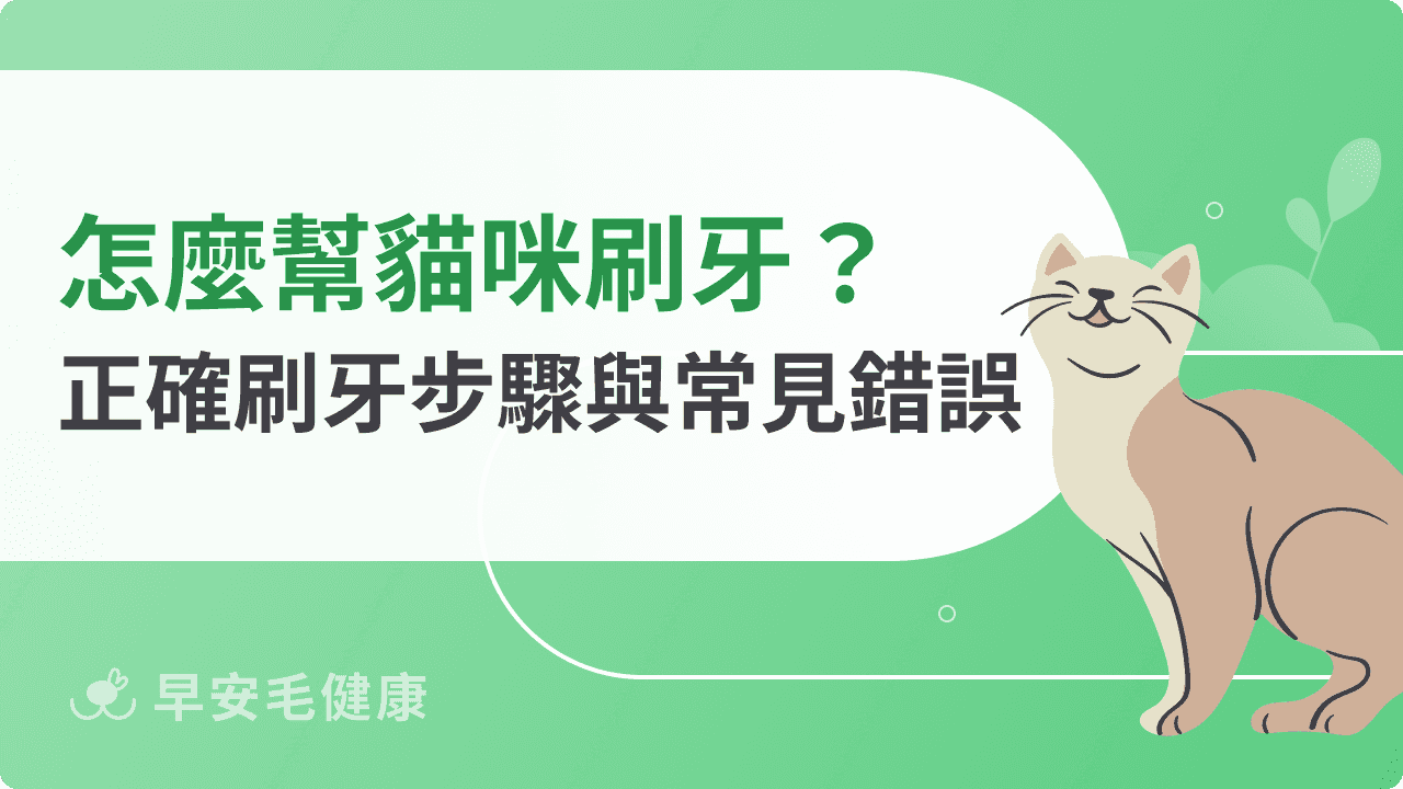 怎麼幫貓咪刷牙？從零開始的減壓教學，獸醫認證7步驟全攻略