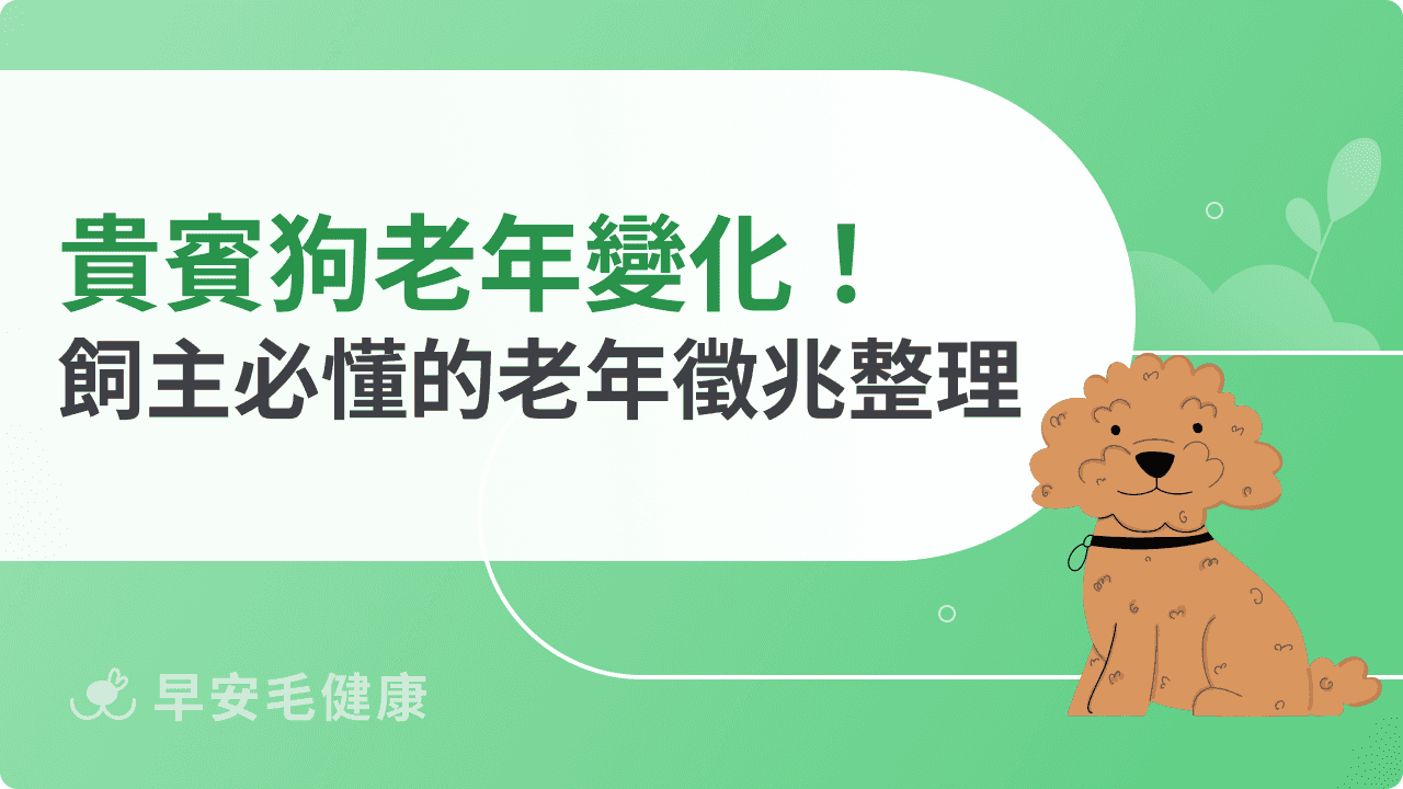 貴賓狗老年行為變化有哪些？飼主必懂的老年徵兆整理
