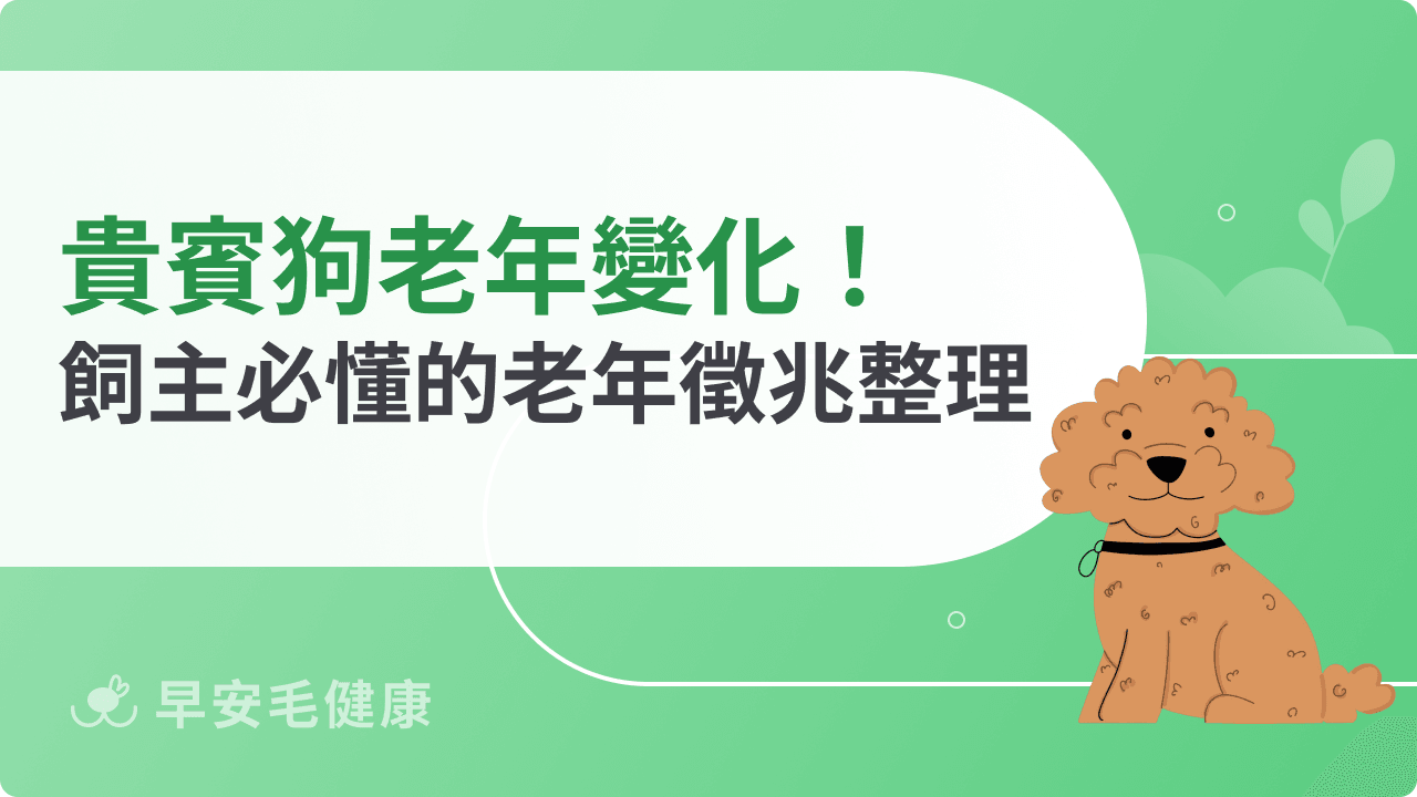 貴賓狗老年行為變化有哪些?飼主必懂的老年徵兆整理